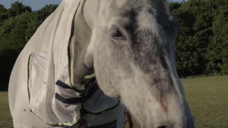 grey horse shakes his head medium shot