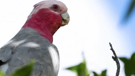 la cacatúa galah observando los alrededores desde el árbol