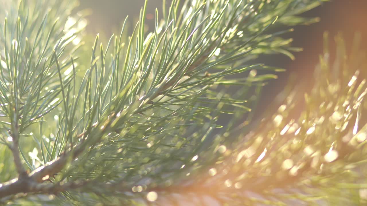 소나무 잎과 부드러운 해가 지는 빛