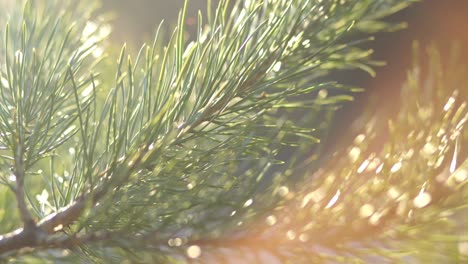 defocused leaves of pine trees and soft sunset sunlight