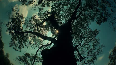 the sun shines through the branches of a large, tall, ominous tree in a spooky setting