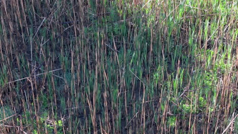el panado suave de la hierba verde