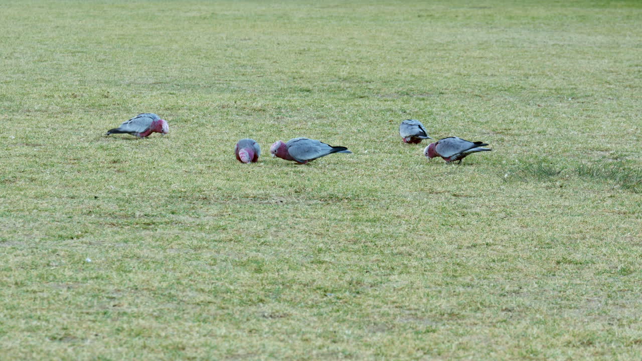 호주 핑크색과 회색 갈라의 한 무리가 푸른 잔디에서 음식을 찾고 있습니다.