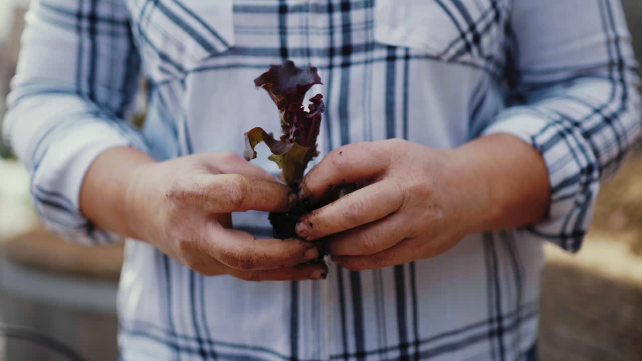 Planting a Red Leaf Lettuce Plant
