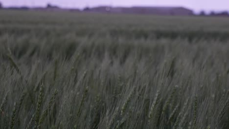 Weizen-Weht-Im-Wind-Während-Eines-Sturms-In-Zentral-Texas