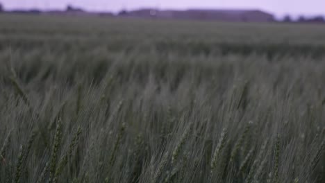 wheat blowing in the wind during storm in central texas