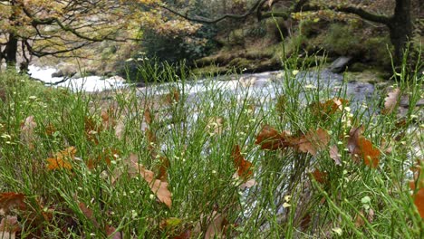 Tranquil-autumn-and-winter-forest,-a-slow-stream-beside-the-riverbank,-golden-oak-trees,-and-falling-bronze-leaves