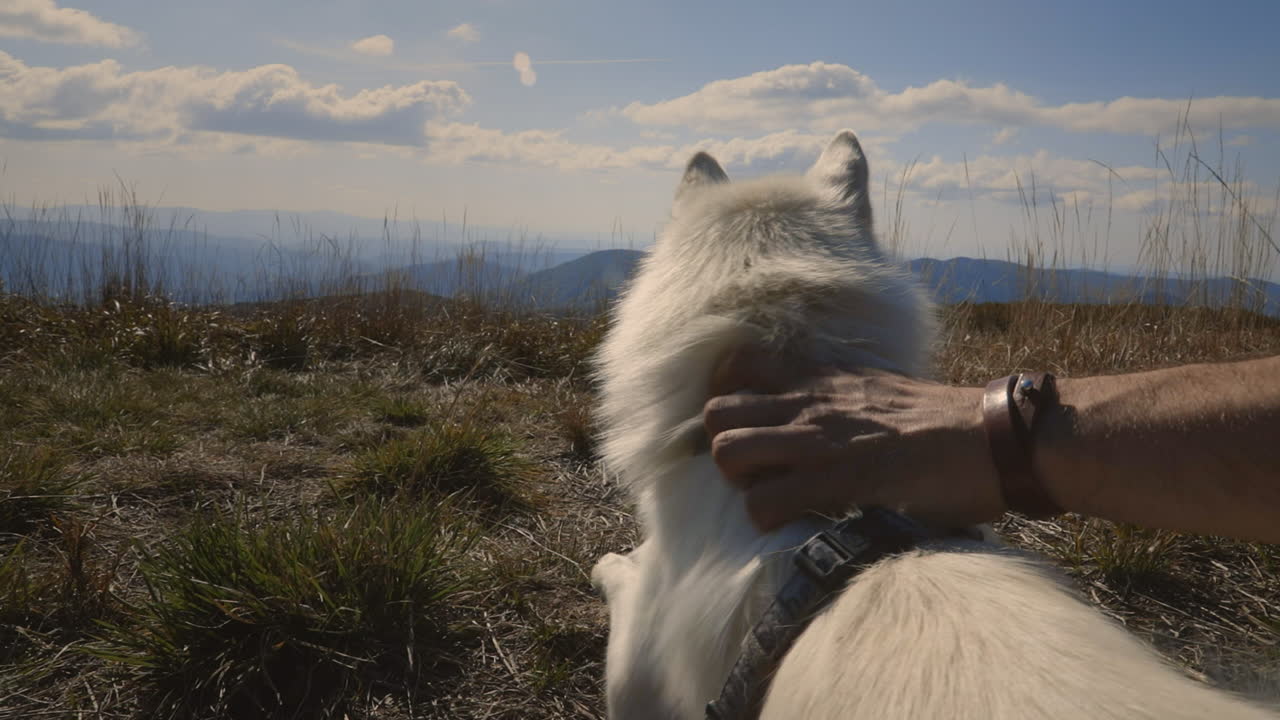 Viaggiatore con zaino in spalla e il suo cane in cima alla collina