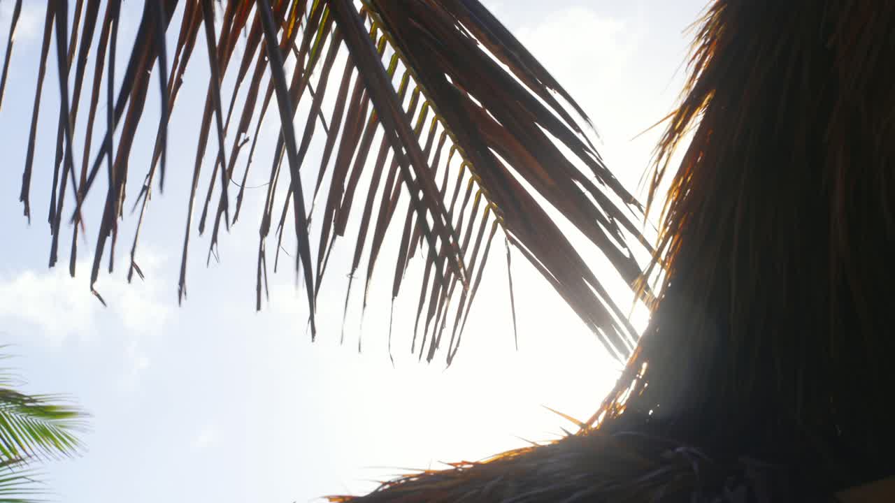 primer plano de hojas de palmera que soplan en el viento con el sol brillando a través