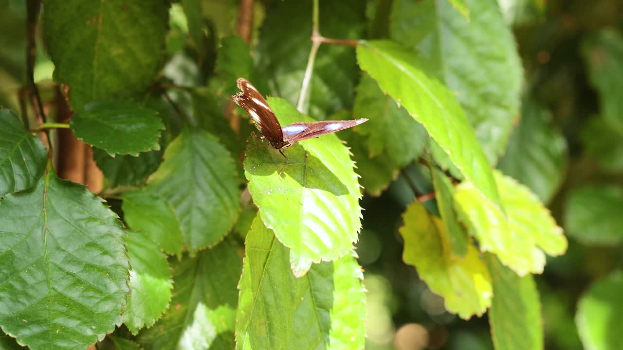 mariposa posada en las hojas en hong kong