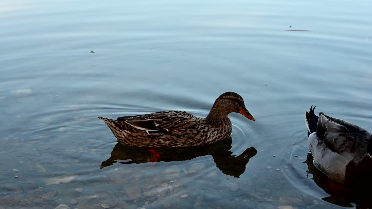 coppia di anatre domestiche vicino alla riva di un lago