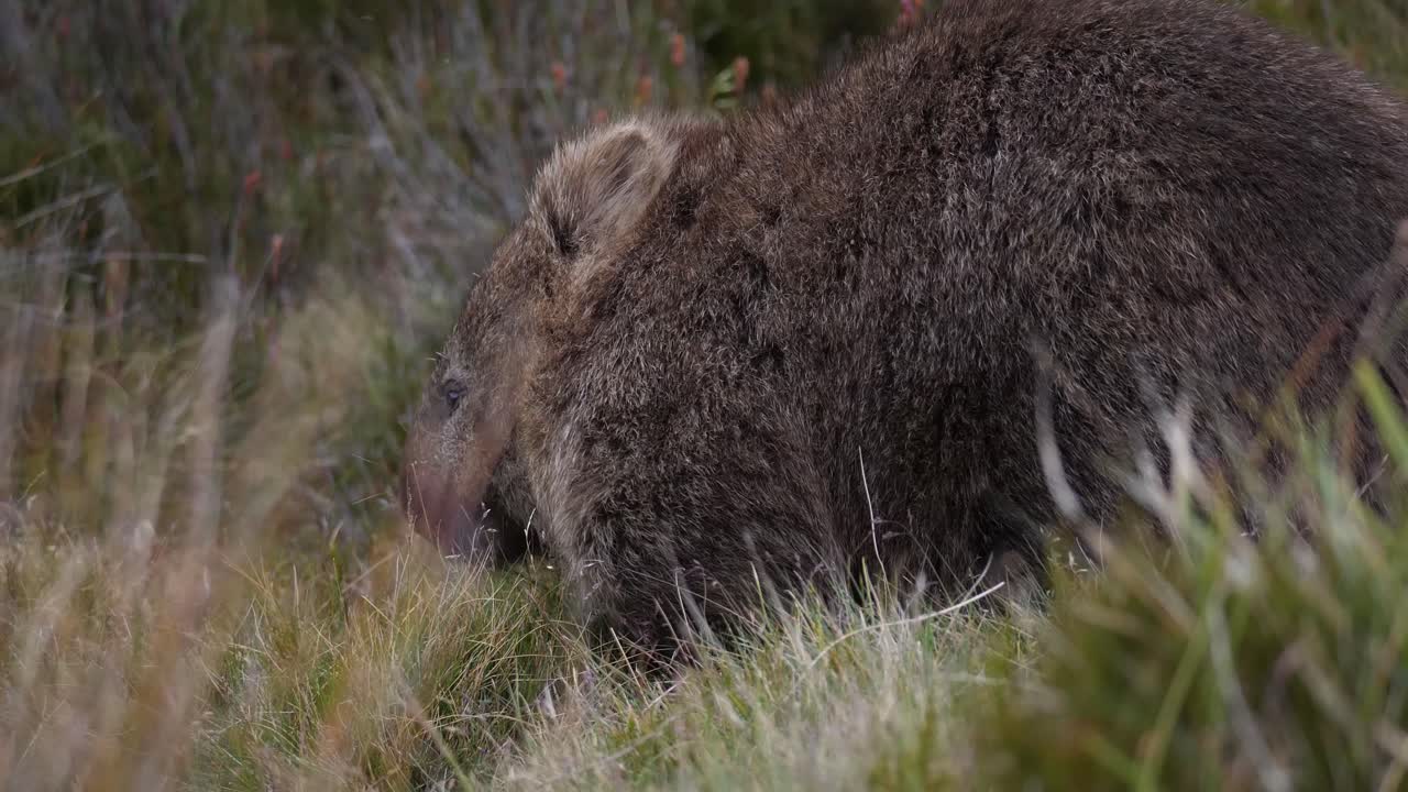 En vombat vänder sig för att nosa och fortsätter att äta, nära Cradle Mountain.