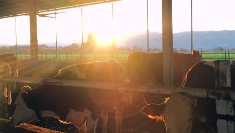 En-Turquía,-Países-De-Medio-Oriente,-Cuidado-De-Las-Vacas,-Ordeño,-Alimentación-De-Forraje,-Leche-De-Vaca-En-La-Granja.