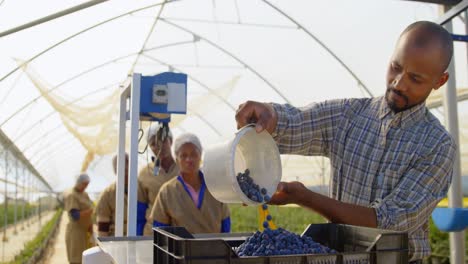 Man-putting-blueberries-in-crate-4k