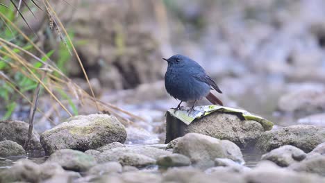 plumbeous water redstart on rock in water stream