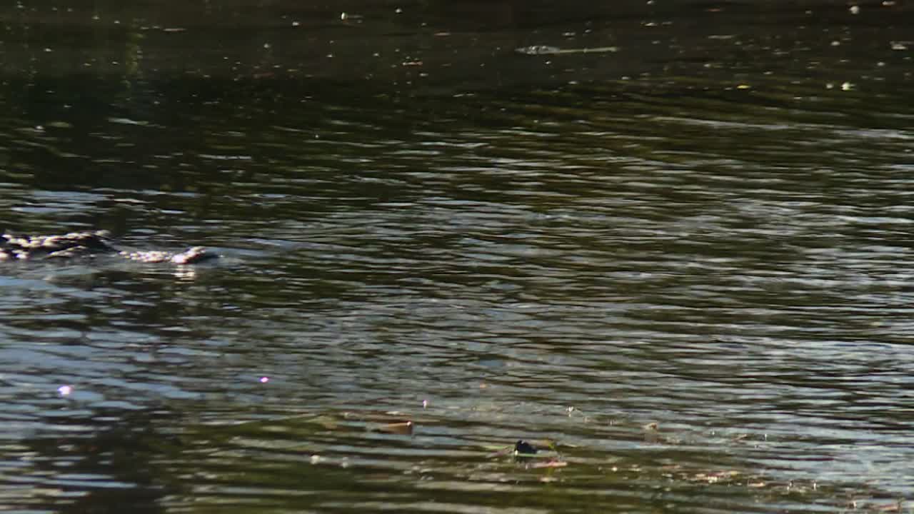A crocodile glides through the calm waters of the Okefenokee Swamp, creating gentle ripples on the sunlit surface. The serene setting showcases the swamp's rich biodiversity