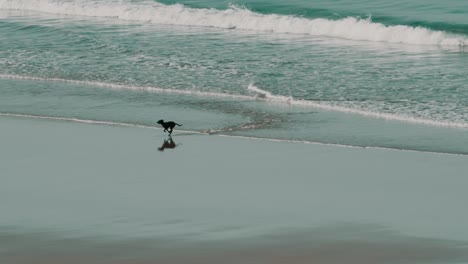un perro huyendo de una ola y divirtiéndose en la playa frente al agua en cámara lenta