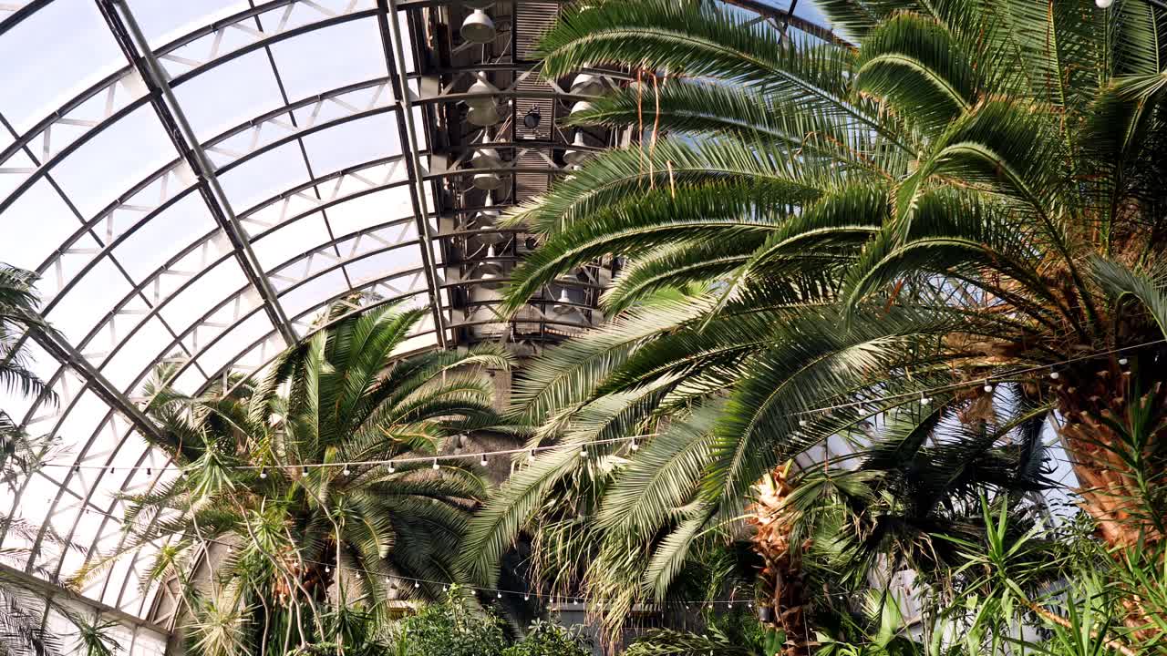 온실 에 있는  나무