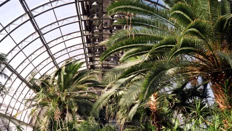 palm trees in a greenhouse