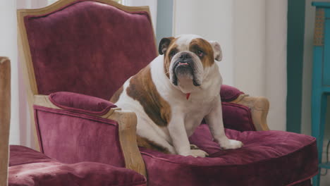 funny pet english bulldog sitting on chair in lounge at home