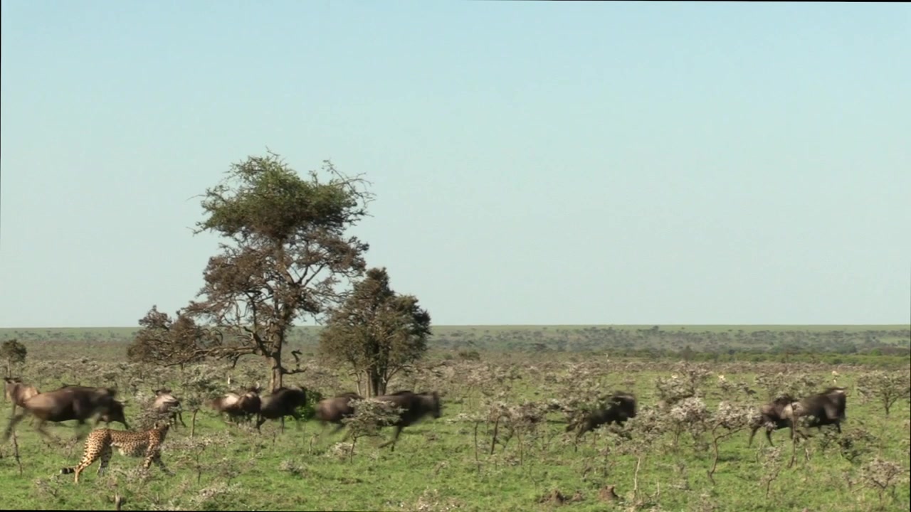 Idąca gepardzica, podczas gdy młode gonią gnu na dzikich terenach Maasai Mara w Kenii – szerokie ujęcie