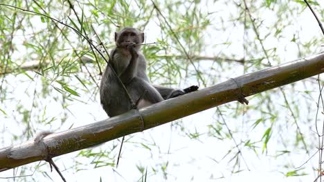 Los-Macacos-De-Cola-Larga-Son-Los-Monos-Más-Fáciles-De-Encontrar-En-Tailandia,-Ya-Que-Están-Presentes-En-Complejos-De-Templos,-Parques-Nacionales-E-Incluso-Pueblos-Y-Ciudades