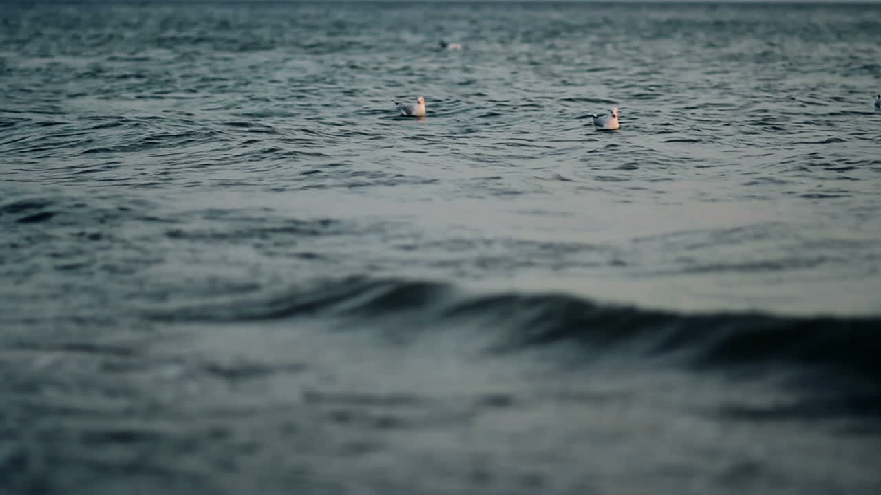 Seagulls On The Sea. White seagulls sitting in blue water, summer nice background
