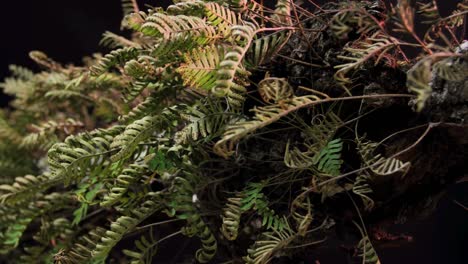 a time lapse shot of ferns unfolding against a black backdrop 1