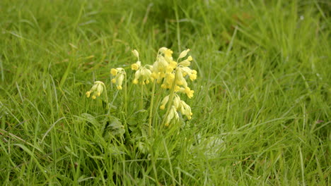 wide shot of a clump group of cowslips at theddlethorpe, dunes, national nature reserve at saltfleetby