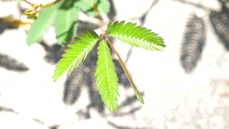 sensitive plant fold its leaf when being touched