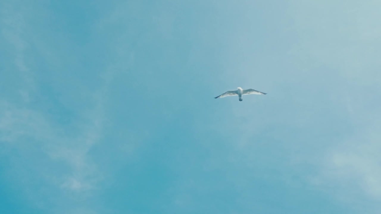 En måge flyver henover en overskyet himmel i en slowmotion-optagelse