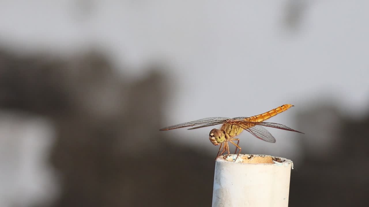Primo piano dettagliato di una libellula dorata appoggiata sulla punta di un tubo bianco
