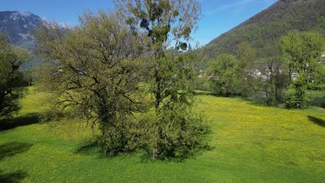 Aerial-reveal-of-Switzerland's-breathtaking-meadow-beauty-unfolding