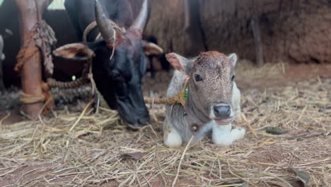 close up low pov shot of newborn calf ruminating near its mother eating hay