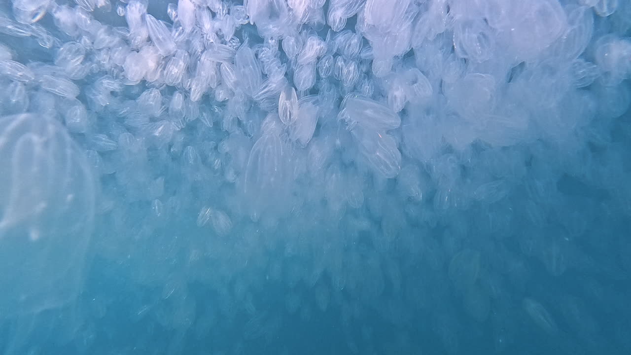 Primo piano dettagliato subacqueo di diverse meduse pettine traslucide che si muovono delicatamente attraverso acqua limpida e blu. Luce soffusa e movimento fluido creano una scena marina delicata ed eterea.