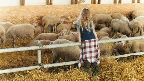 rear view of caucasian little girl standing in a stable and looking at sheeps over fence