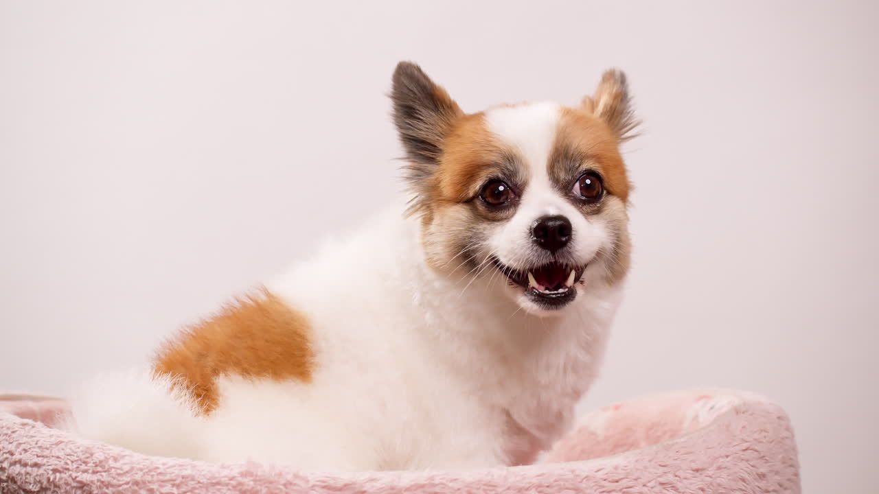 imágenes de primer plano de un pequeño y feliz cachorro de cervatillo y perro blanco relajándose en una alfombra rosa contra una pared rosa-1