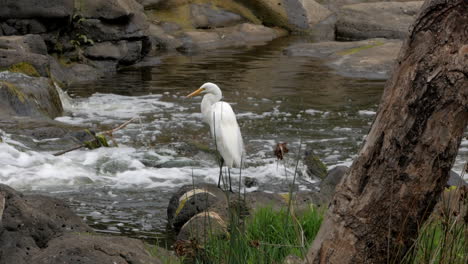 white australian egret standing on rocks in a fast moving river water