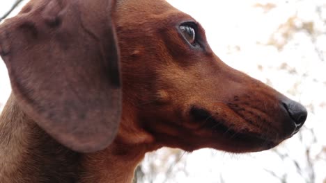 het kleine hondje poseert voor de camera