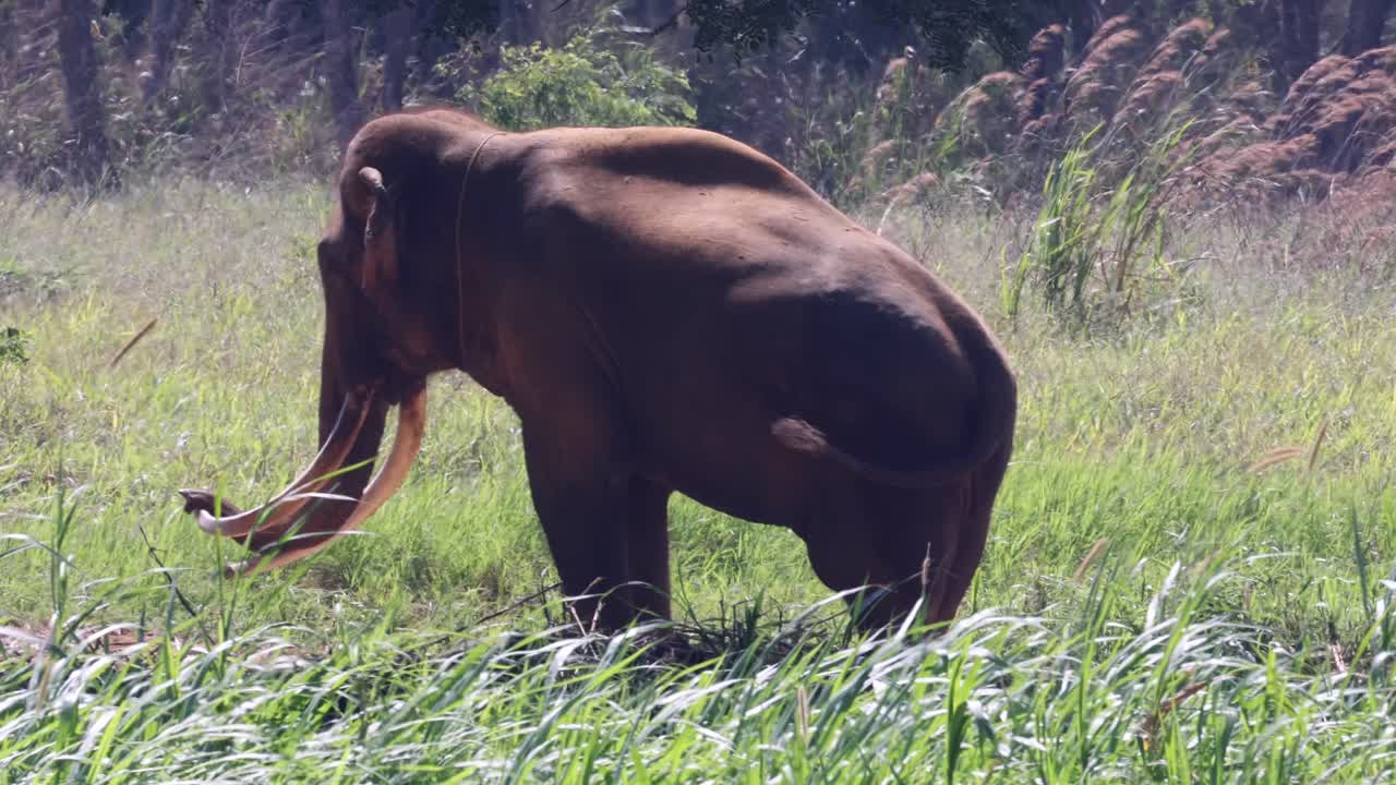 Adult Asian elephant with large tusks walks and feeds in sunlit grassy field, side view
