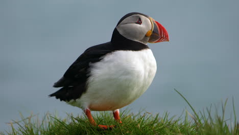 wild atlantic puffin seabird in the auk family in iceland.