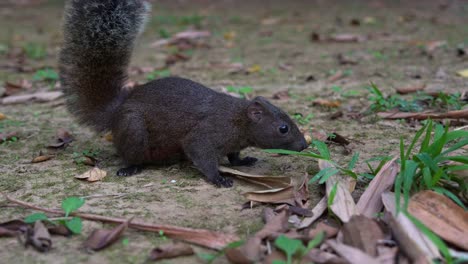 A-little-Pallas's-squirrel-scamper-with-fluffy-tail,-spotted-foraging-on-the-forest-ground,-sniffing-around,-alerted-by-the-surroundings-and-run-away,-close-up-shot