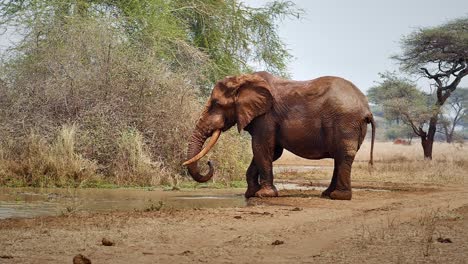 elephant drinking water slow motion 02