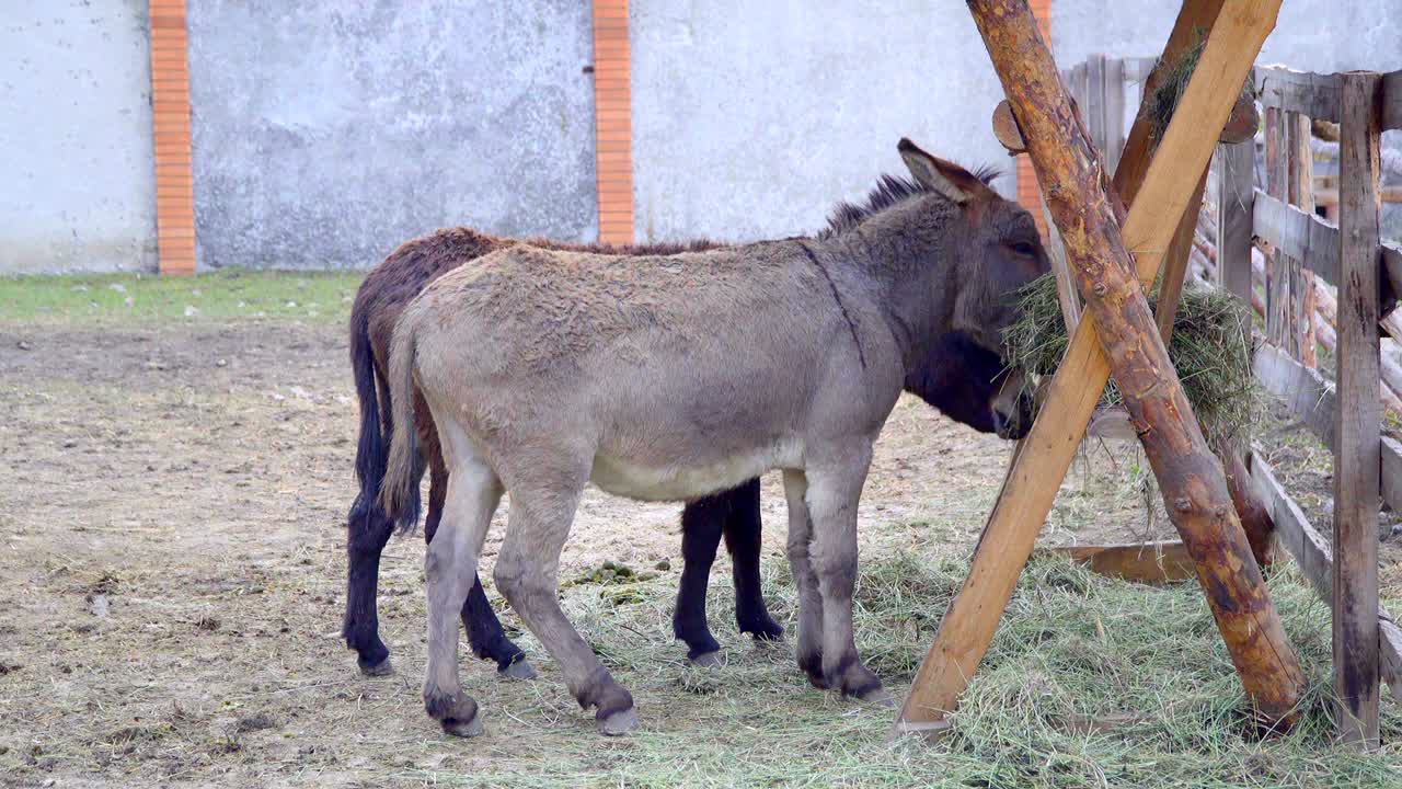 두 마리의 당나귀가 에서 을 먹고 있다