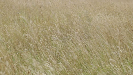 field blowing in wind - ashford estate, allentown, nj