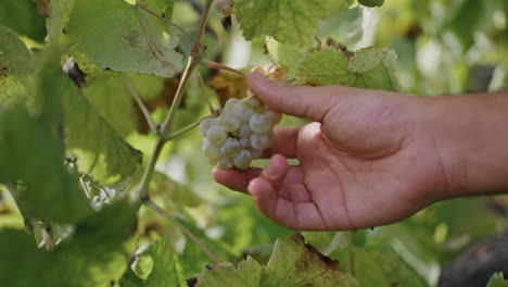 hombre tomando un racimo de uvas amarillas comprobando la madurez de la plantación verticalmente de cerca