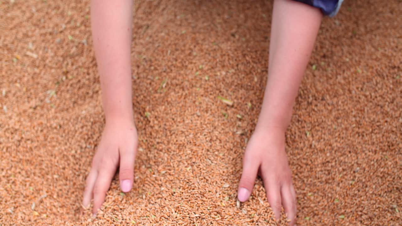 손에 밀알을 검사하는 농부 2