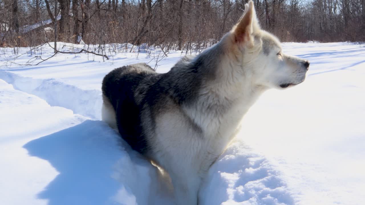 una toma panorámica lenta de un husky - lobo en un sendero en el bosque durante el invierno