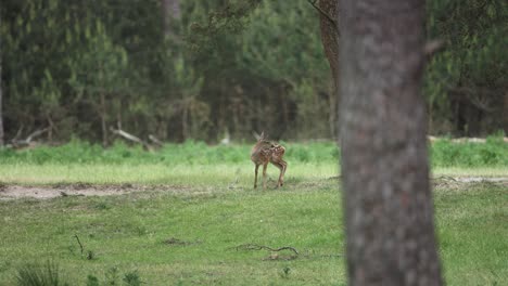 wide static shot of a red deer fawn standing alone in a clearing of a forest, as the deer looks around and shakes bugs off its head