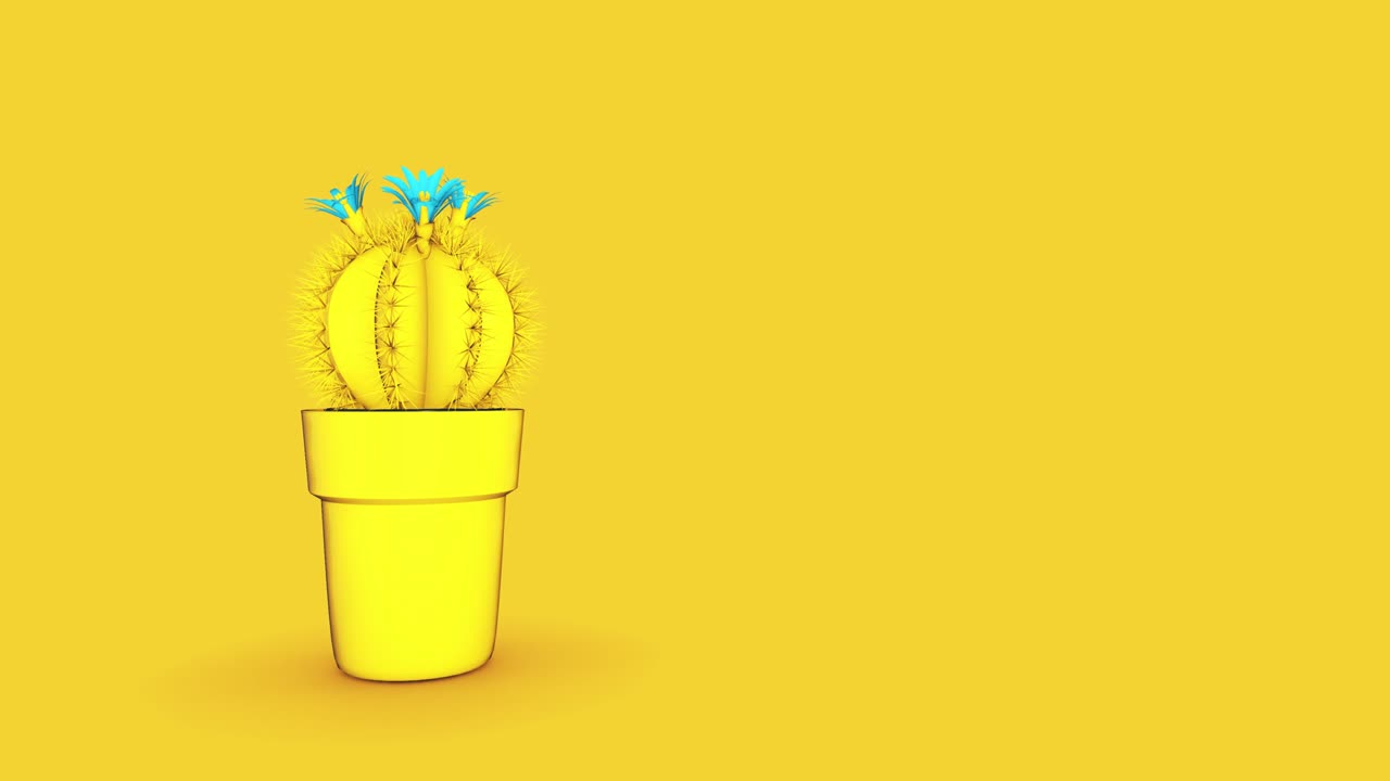 el cactus 4k
